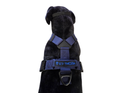 Szelki Charlie - Blue Line