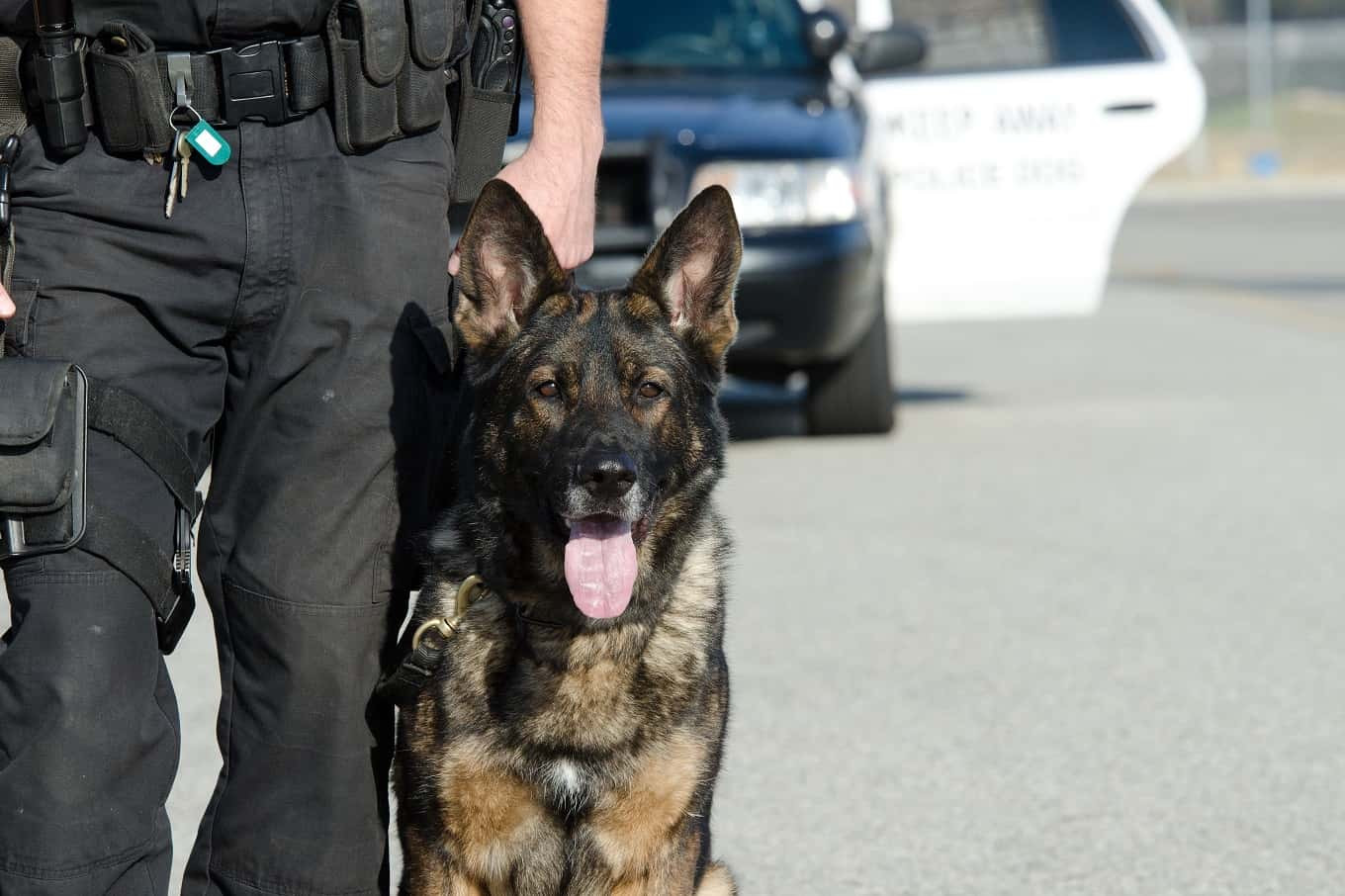 Czym jest working dog?