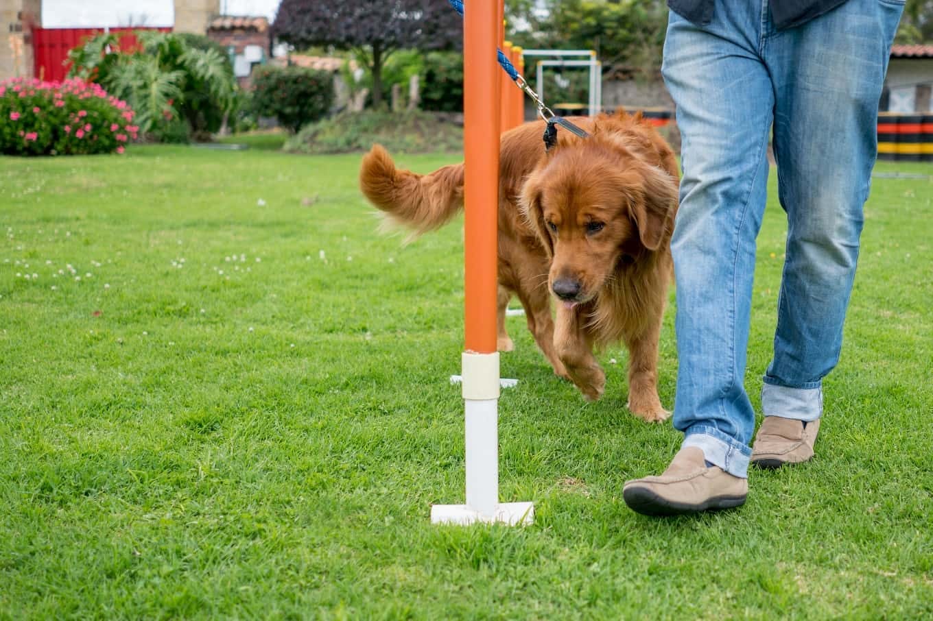 Jak i gdzie szkolić psa?